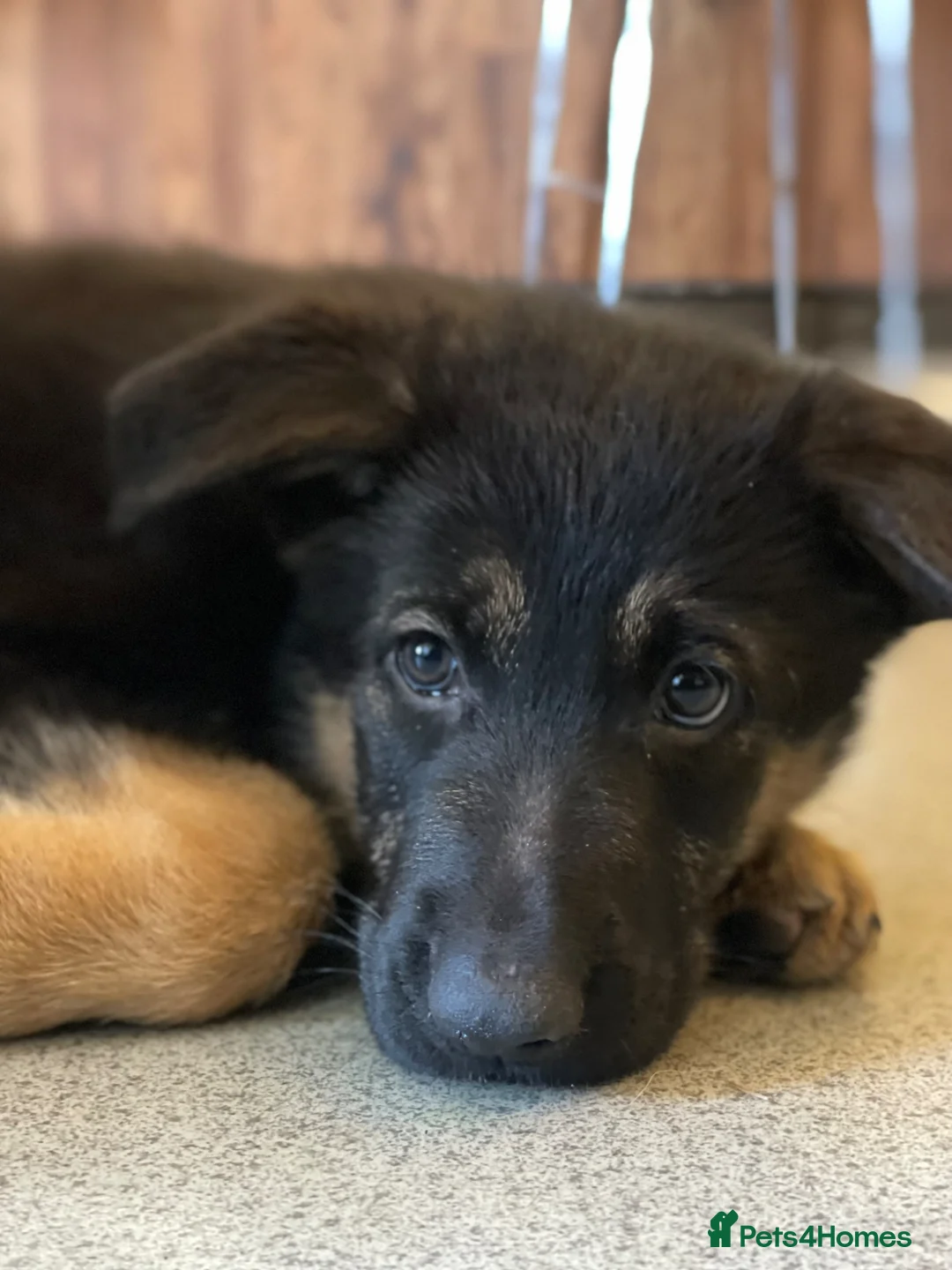 German Shepherd dogs for sale: 1 German Sheperd Pup for sale - Advert 8