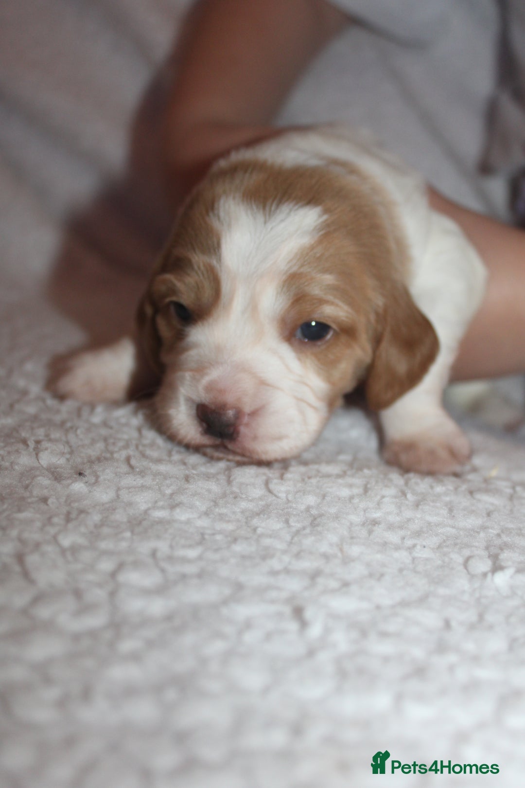 Cocker Spaniel dogs for sale: Working cocker spaniels - Advert 4