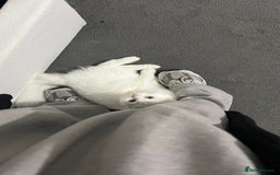 Persian cats for sale: Gorgeous one year old baby girl😍 - Image 8