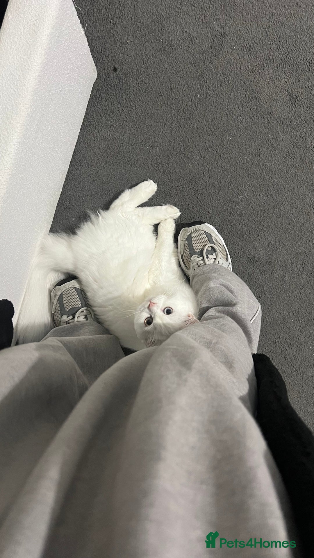Persian cats for sale: Gorgeous one year old baby girl😍 - Image 8