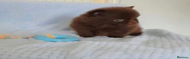 Pomeranian 3