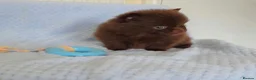 Pomeranian dogs for sale: 🐶 Tiny pomeranian puppies 🐶  - Advert 13
