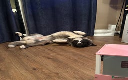 Akita dogs for sale: 4 year old Akita  - Image 11