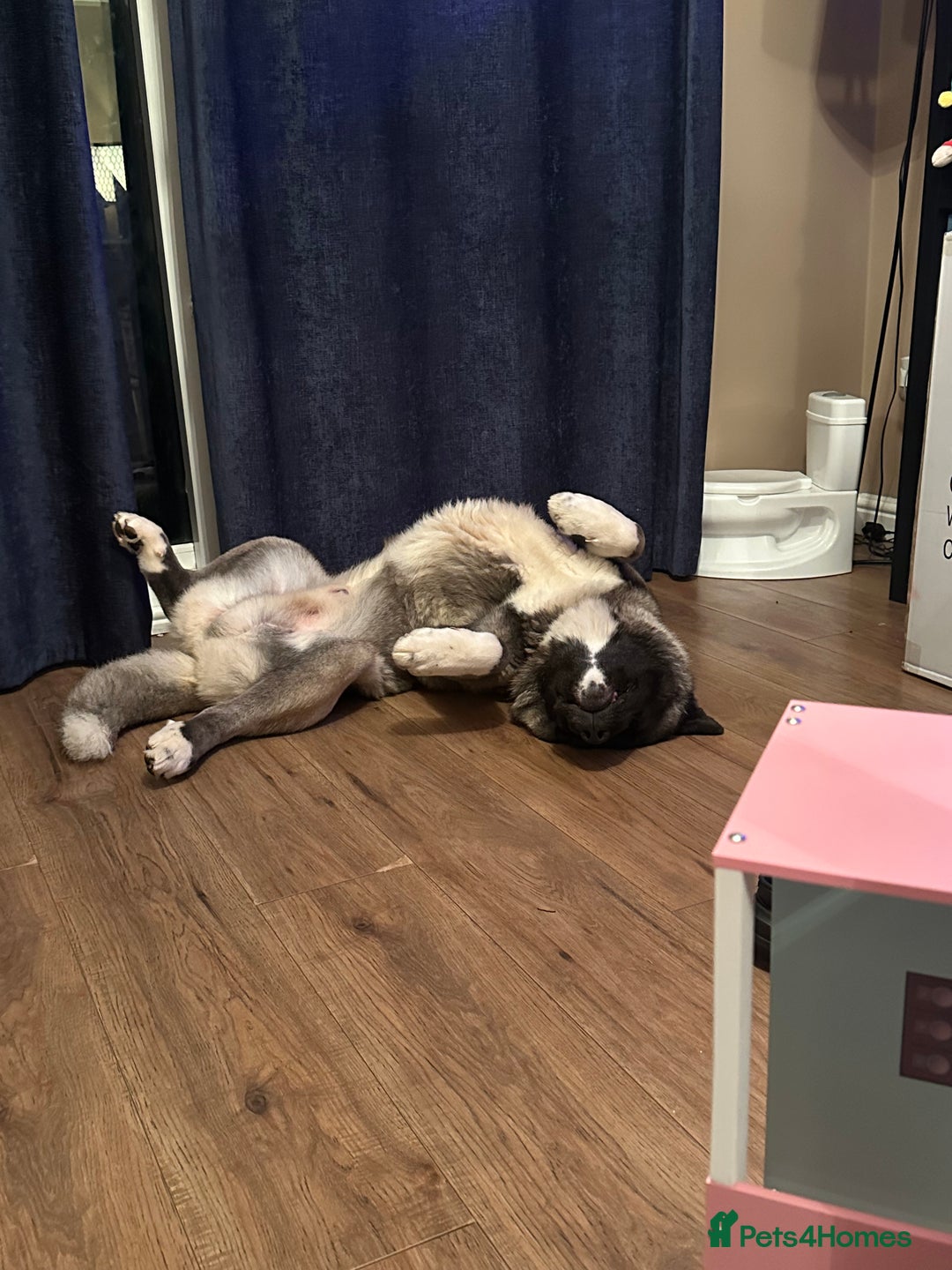 Akita dogs for sale: 4 year old Akita  - Image 11