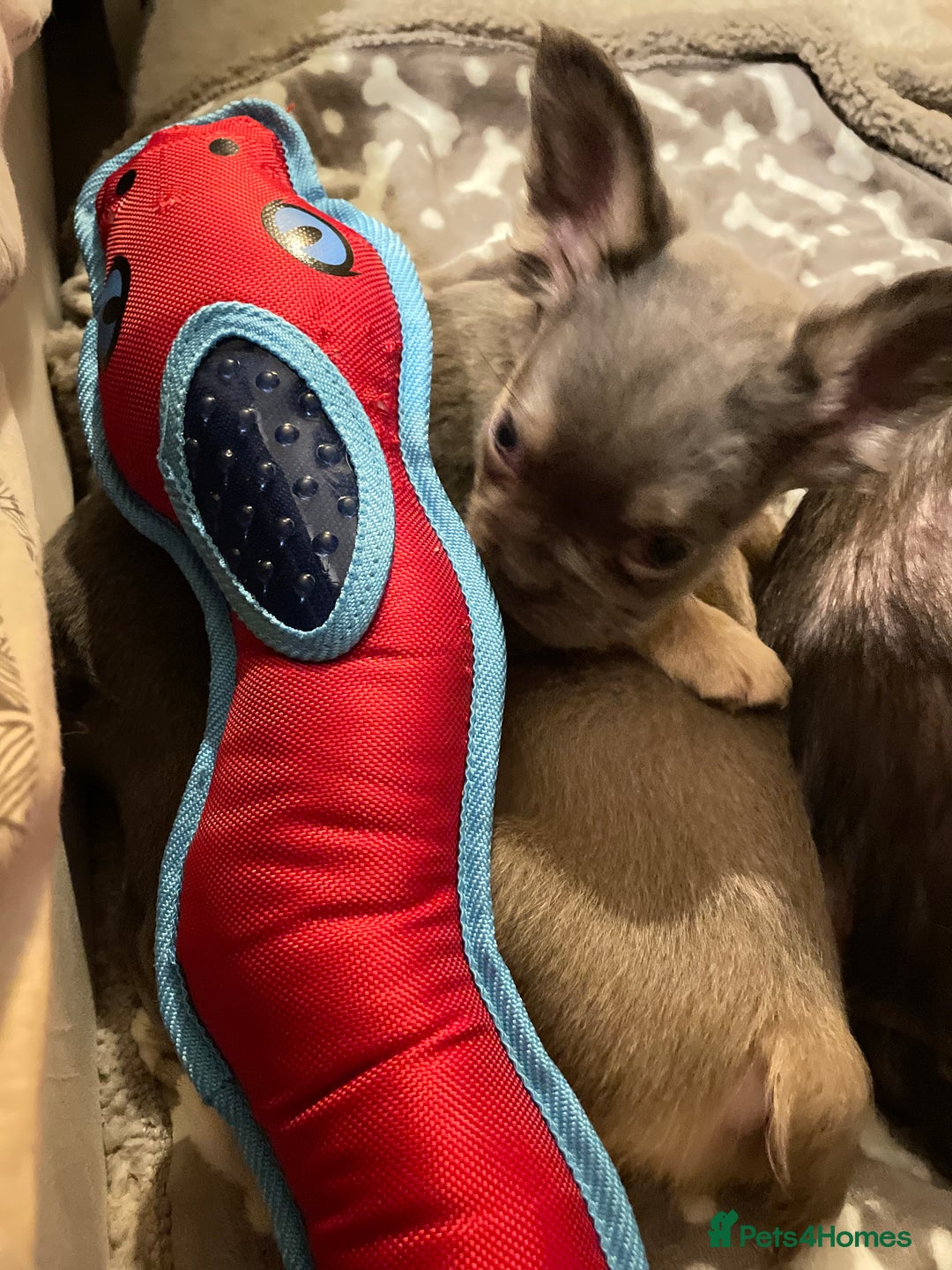 French Bulldog dogs for sale: Visual Fluffy Compact French Bulldogs 🩷🐶🐾 - Advert 26