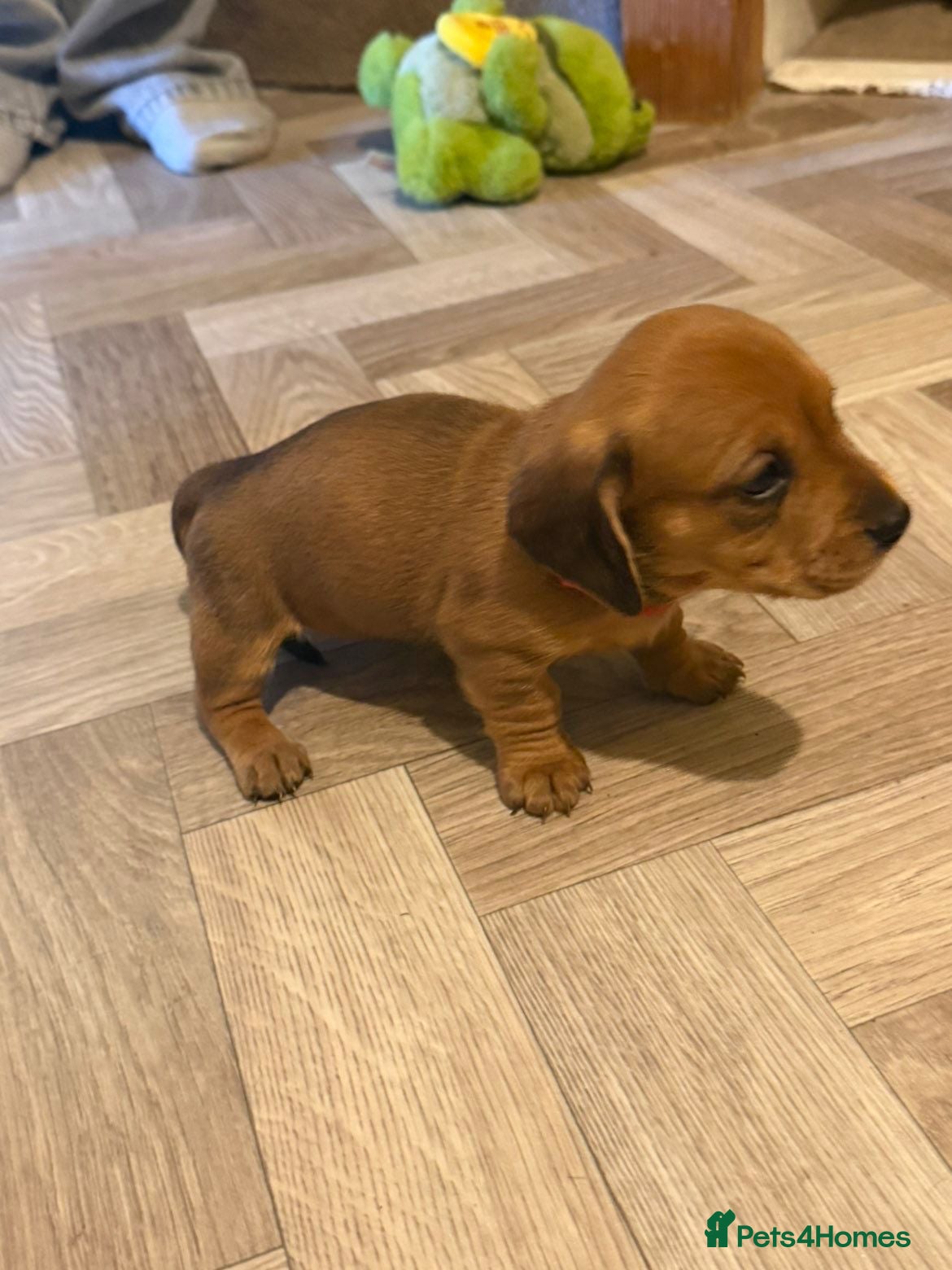 Dachshund Puppy 1