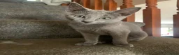 Russian Blue cats for sale: Championship and GCCF Russian blue kittens  - Advert 21
