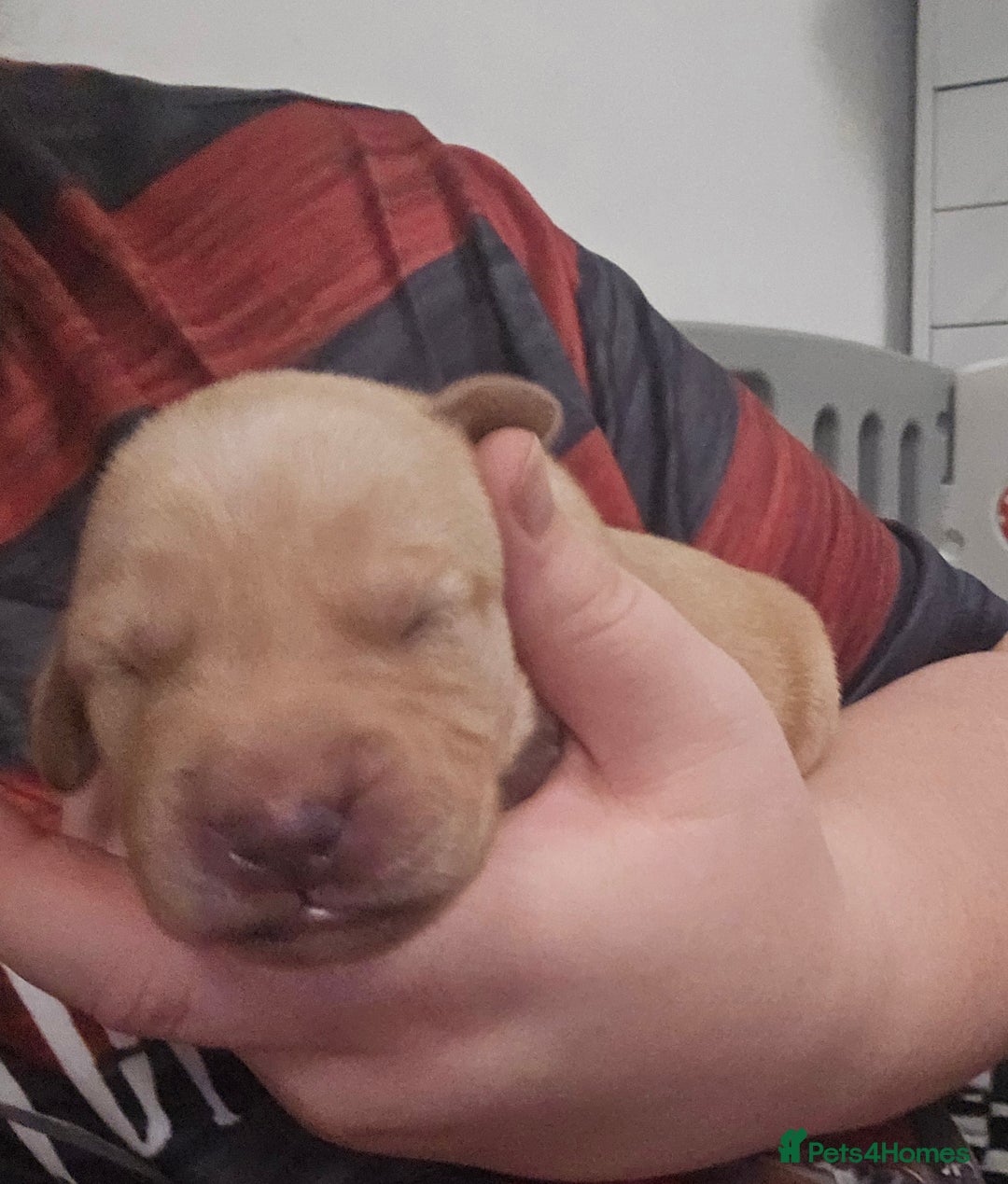 Labrador Retriever dogs for sale: Beautiful labrador retriever puppies  - Advert 3