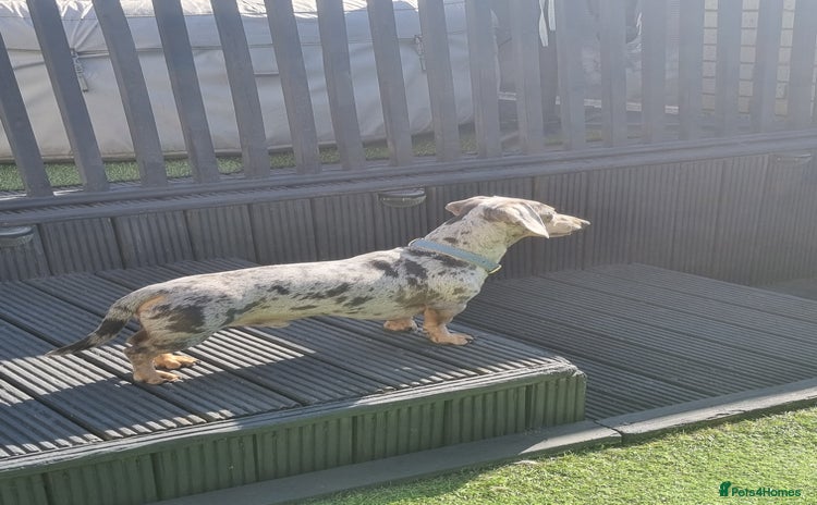Dachshund dogs in Brierley Hill - Advert 2