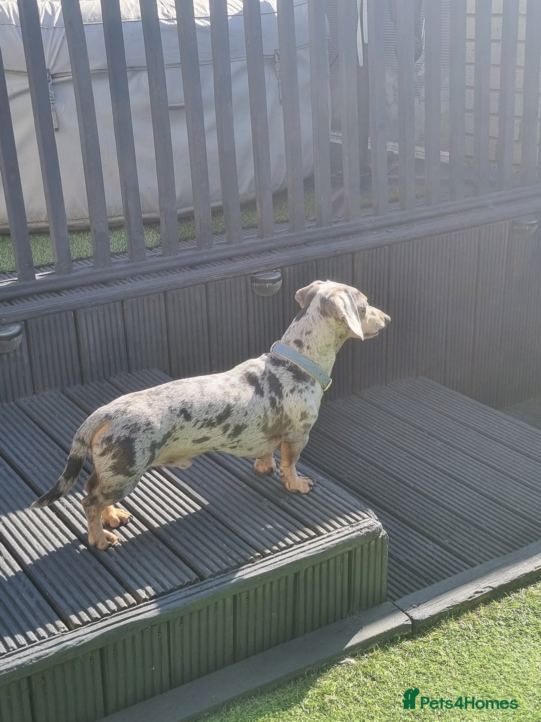 Dachshund dogs for stud: Kc Miniature smooth dacshund stud in Brierley Hill - Advert 3