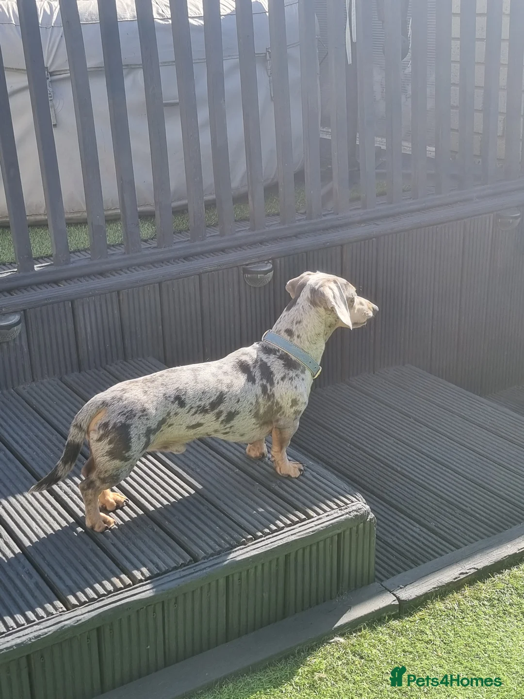 Dachshund dogs for stud: Kc Miniature smooth dacshund stud in Brierley Hill - Advert 3