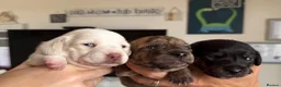 Miniature Dachshund dogs for sale: Stunning mini Dachshunds.PRA & BVA clear parents  - Advert 11