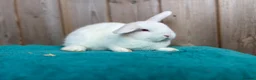 Mini Lop rabbits for sale: REW Mini Lop Babies Ready To Leave Now  - Advert 8