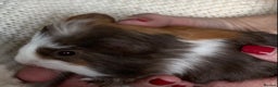 Guinea Pig rodents for sale:  VERY tame, healthy, GORGEOUS baby boy Guinea pigs - Advert 22