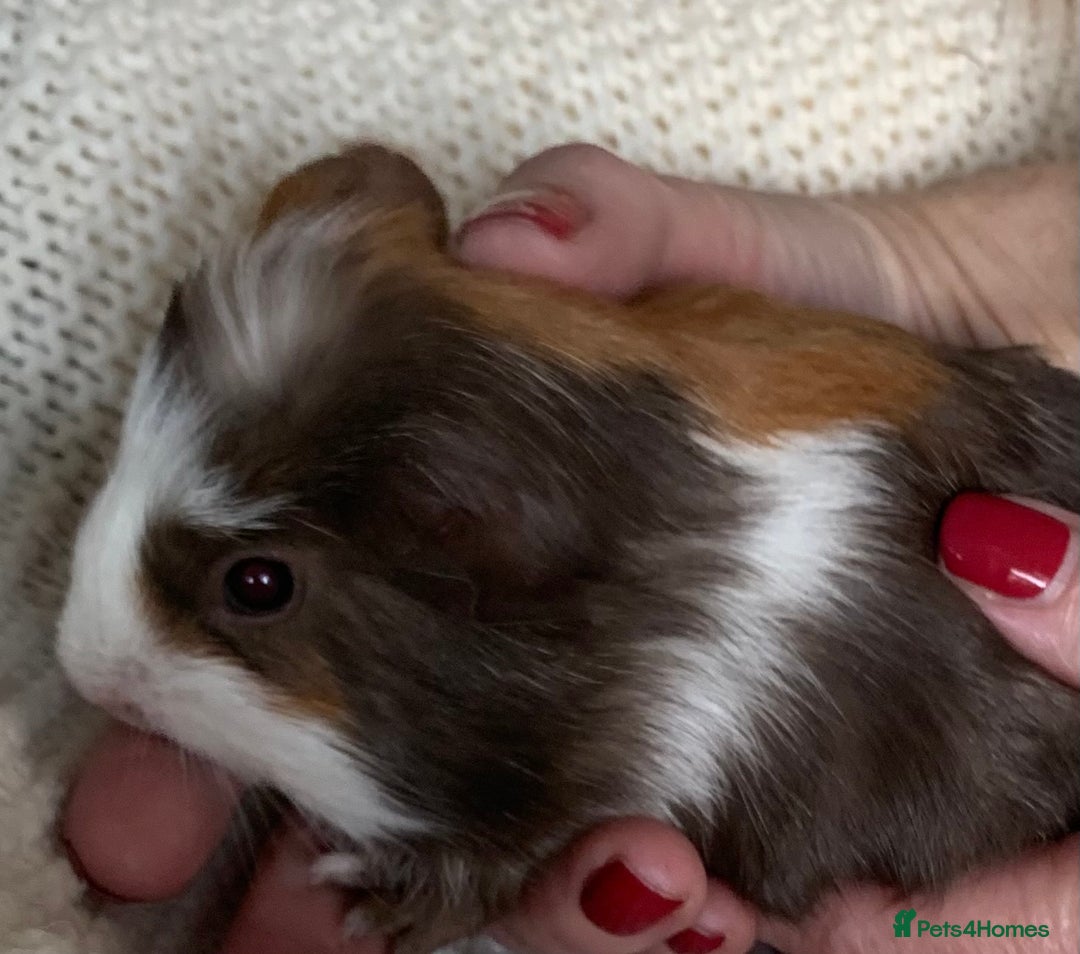 Guinea Pig rodents for sale:  VERY tame, healthy, GORGEOUS baby boy Guinea pigs - Advert 22