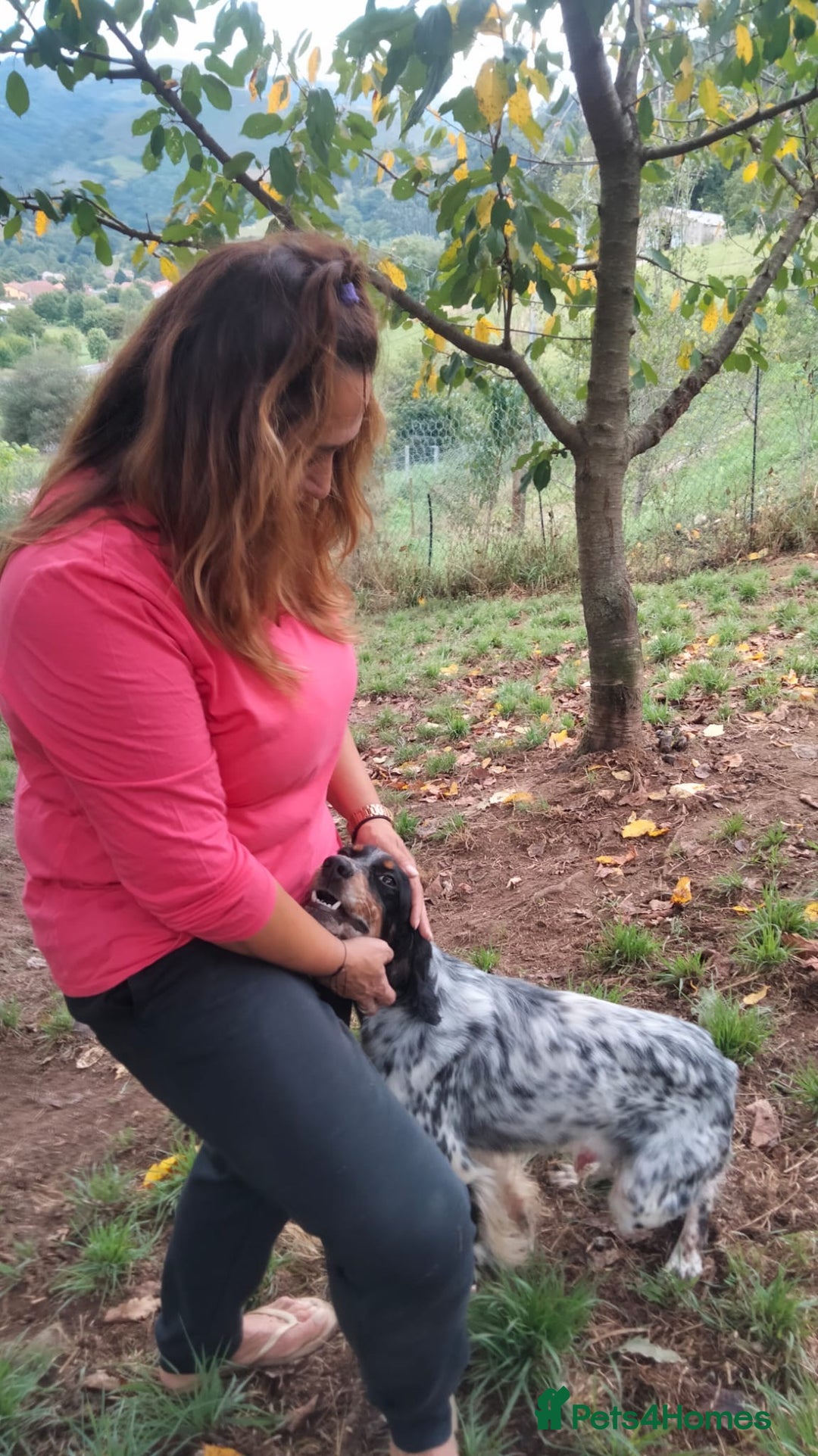 English Setter dogs for adoption: Olaf  - Image 10
