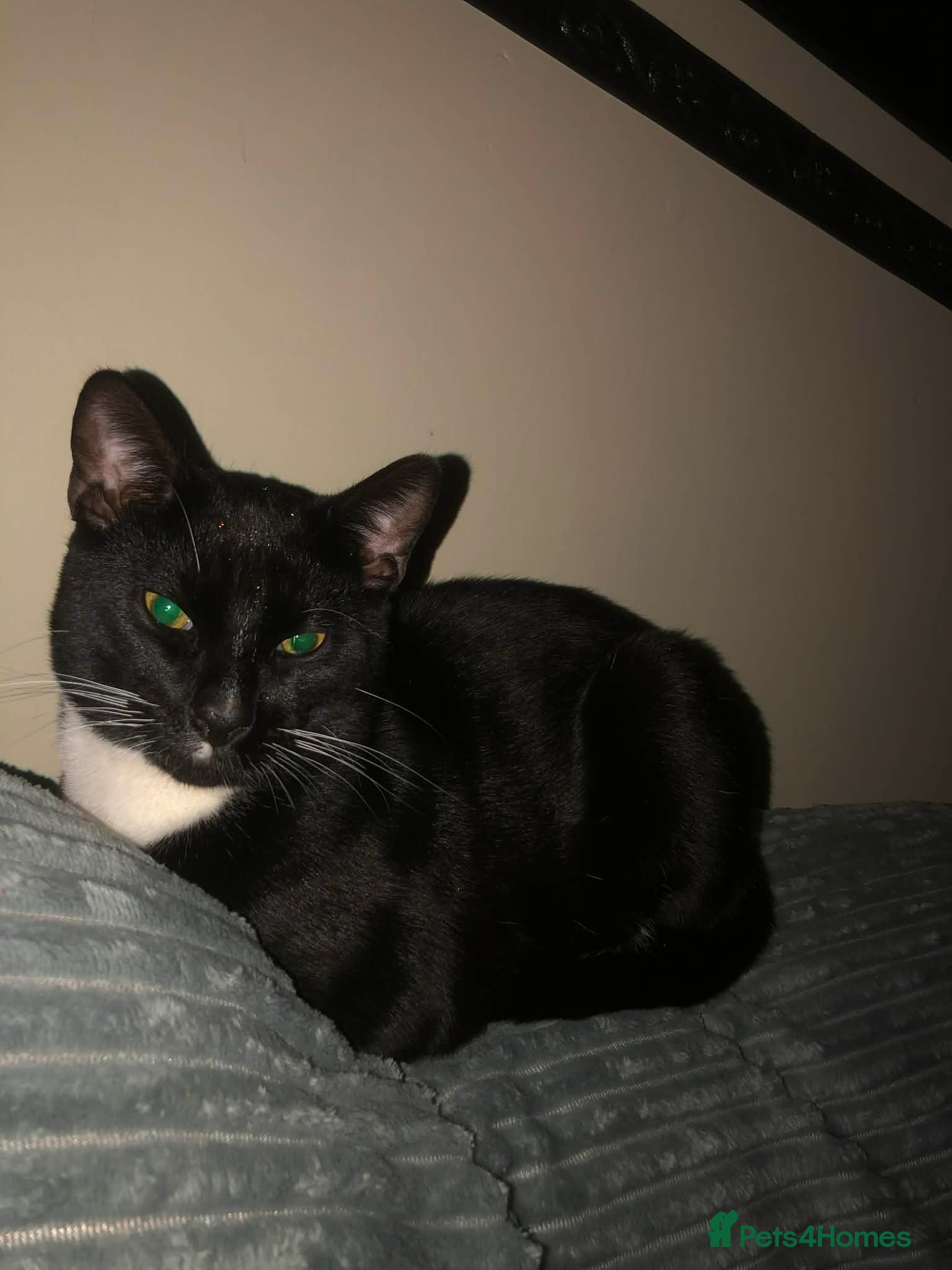 Mixed Breed cats Marshmallow - Advert 1