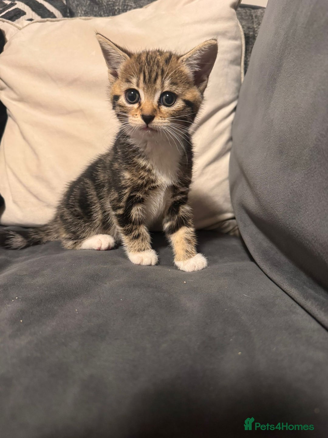 Mixed Breed cats for sale: 2 girl kittens  - Image 2