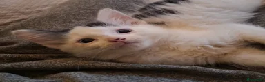 British Longhair 1