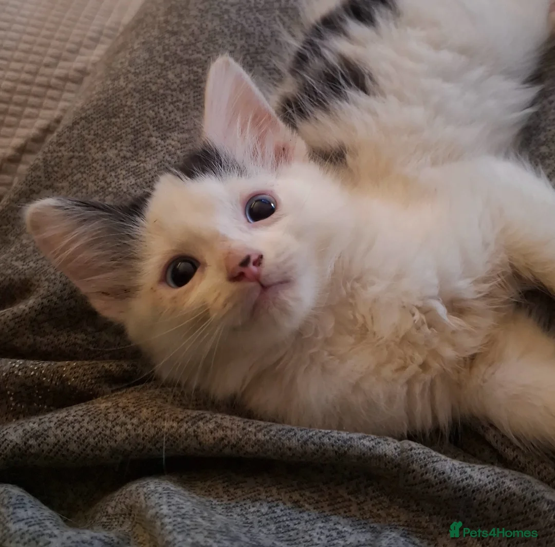British Longhair cats for sale: Beautiful Adorable 6 Black & White Kittens - Advert 5