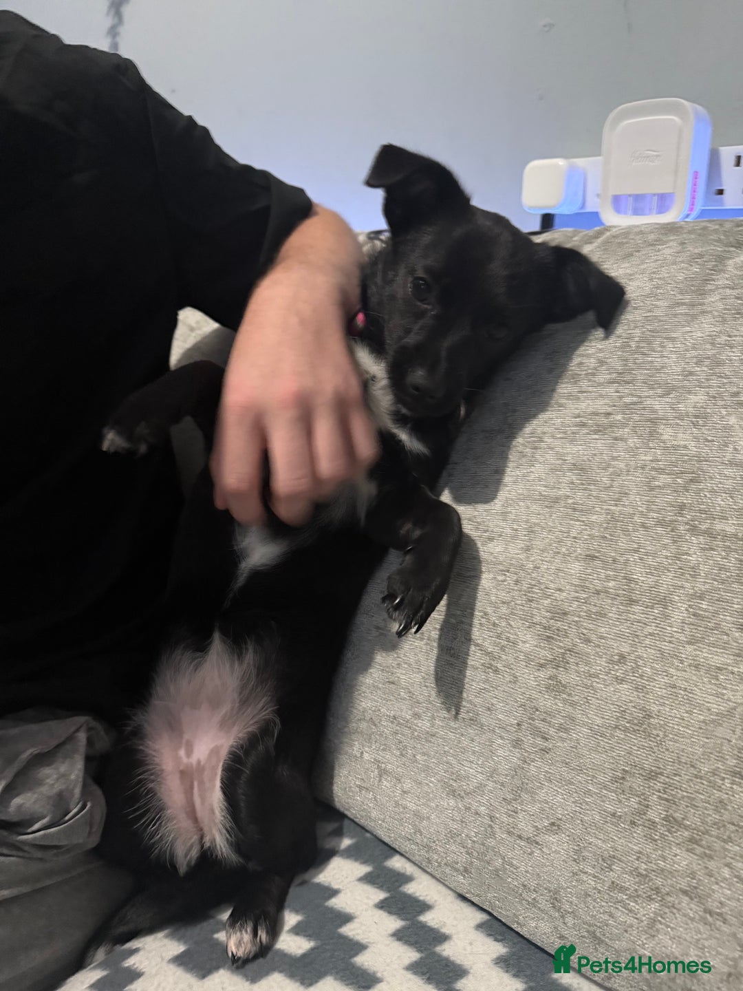 Mixed Breed dogs for sale: Xena- Scottishterrier x jackahuahua - Advert 2