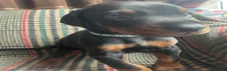 Dobermann dogs for sale: dobermann pinscher - Advert 30