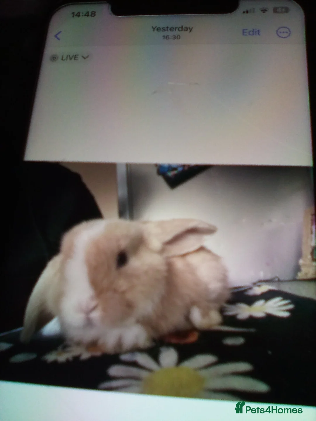 Mini Lop rabbits for sale: Ready to leave now  - Advert 4