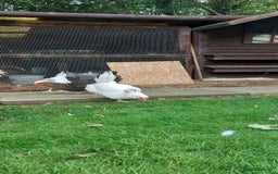 Chickens poultry for sale: Pure Breed Point of lay hens - Image 5