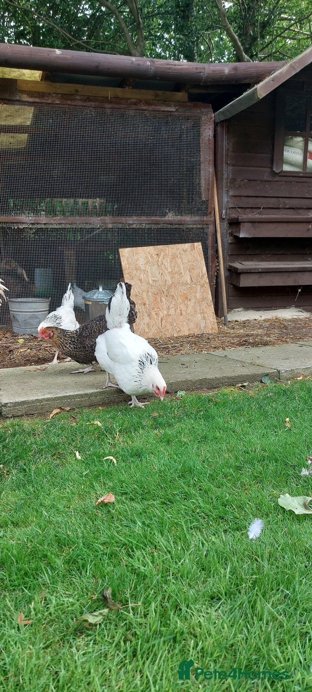Chickens poultry for sale: Pure Breed Point of lay hens - Image 5