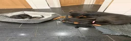 Dobermann dogs for sale: Dobermann puppies available - loving homes wanted  - Advert 19