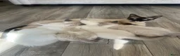 Ragamese cats for sale: Ragdoll Siamese Kittens in Aylesford - Advert 7