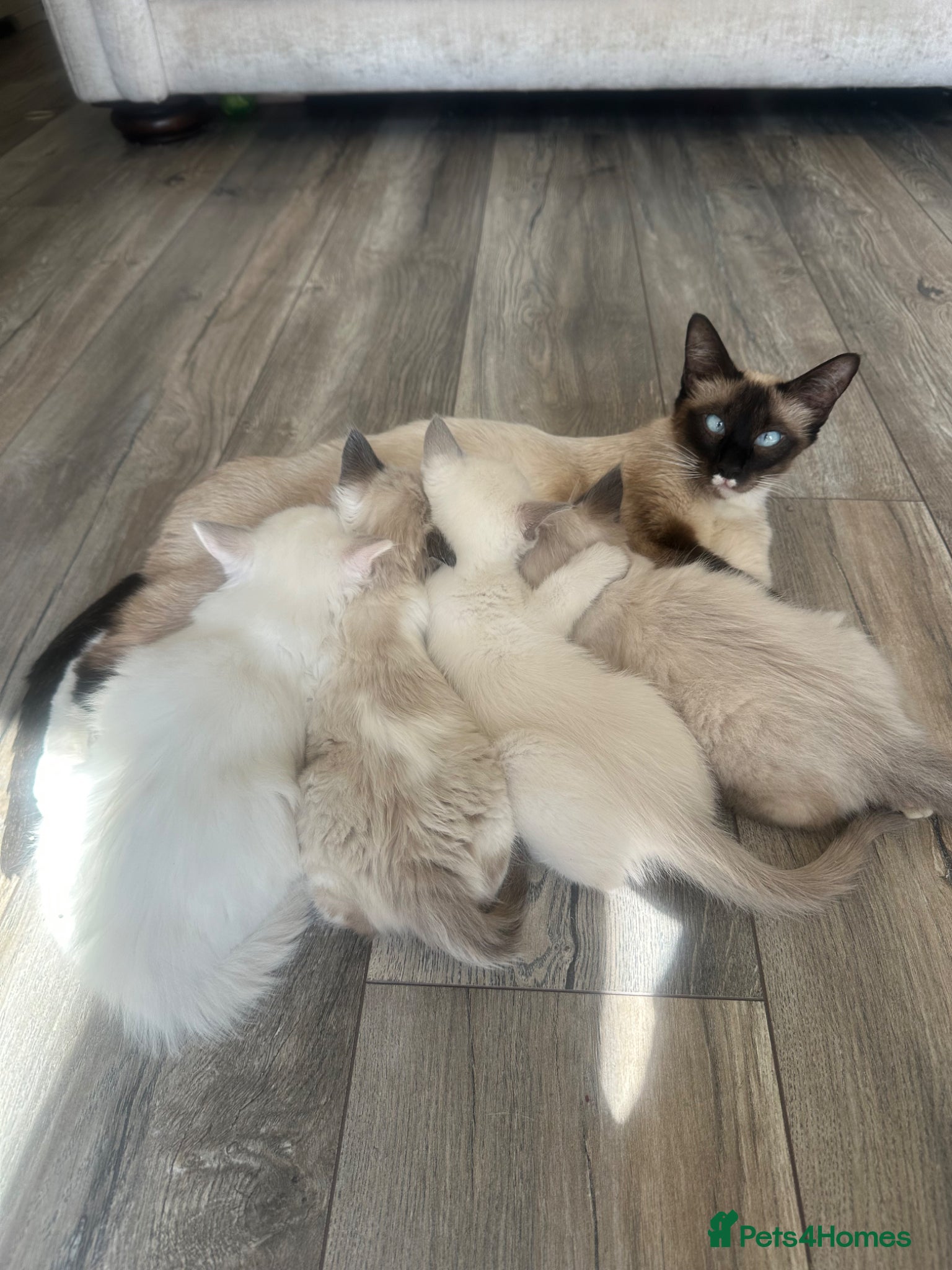 Mixed Breed cats Ragdoll Siamese Kittens - Advert 3