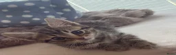 Mixed Breed cats for sale: Beautiful tabby kitten with blue eyes - Advert 2
