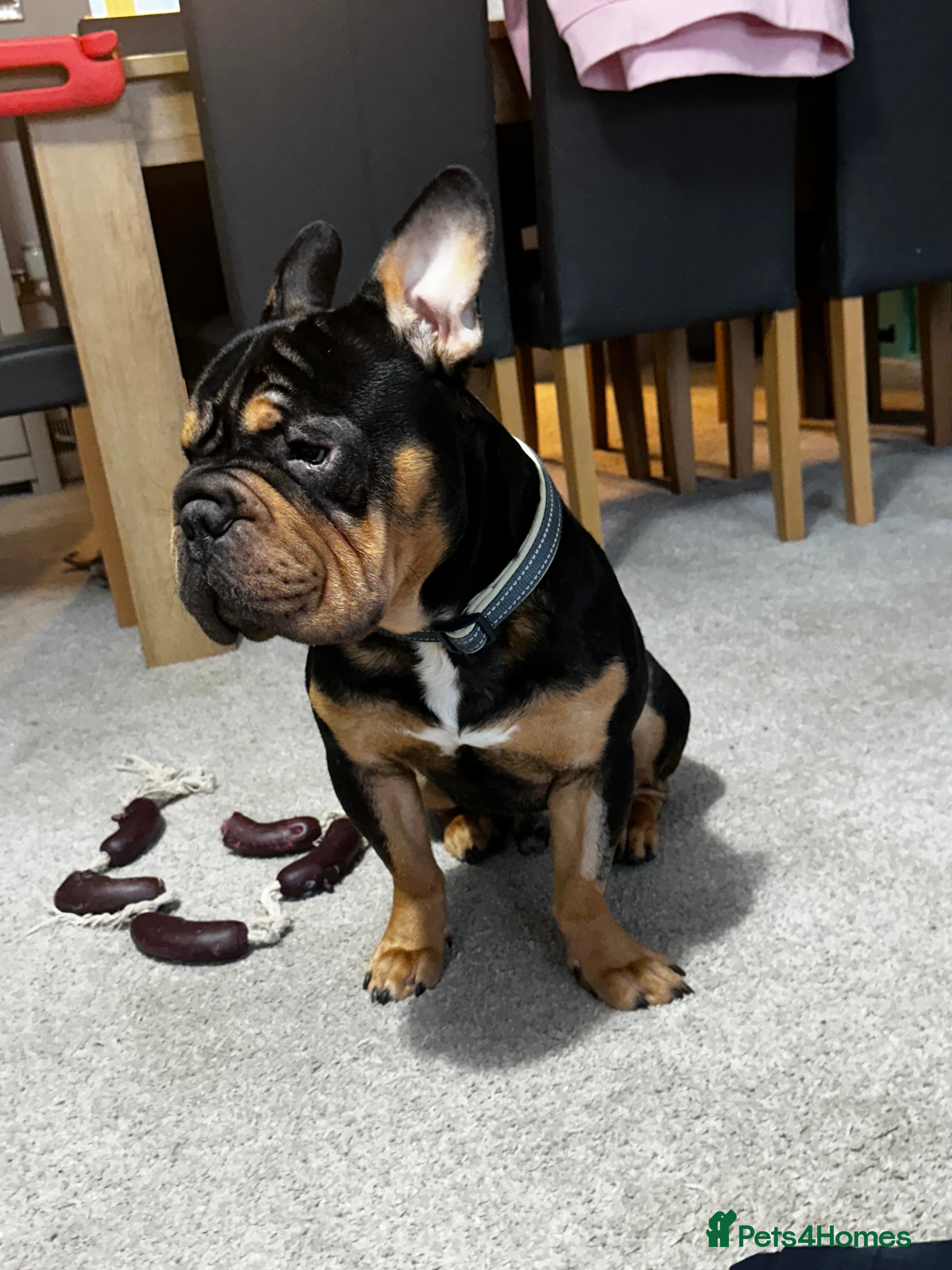 Mixed Breed dogs Apollo is ready for his new home - Advert 3