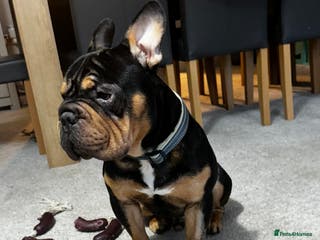 Mixed Breed dogs Apollo is ready for his new home - Advert 3