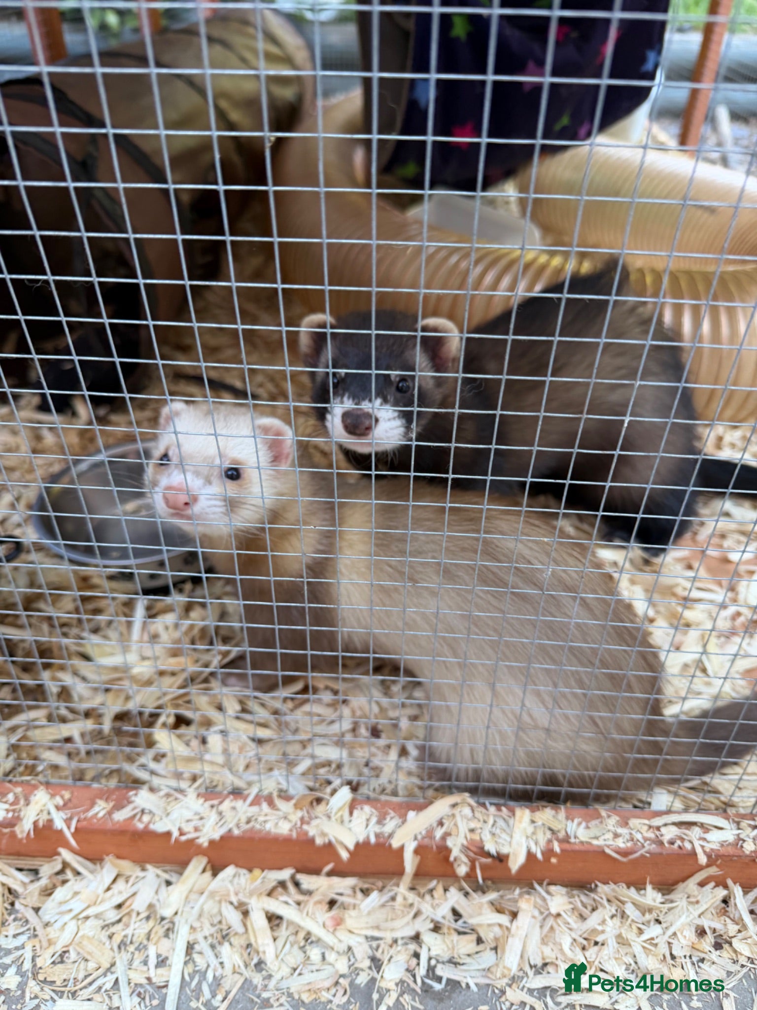 Ferret rodents 2x Hobs Sable black and sandy ferret 16 weeks old - Advert 12