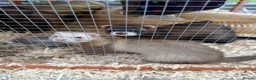 Ferret rodents for sale: Hob Sable black ferret 16 weeks old - Advert 3