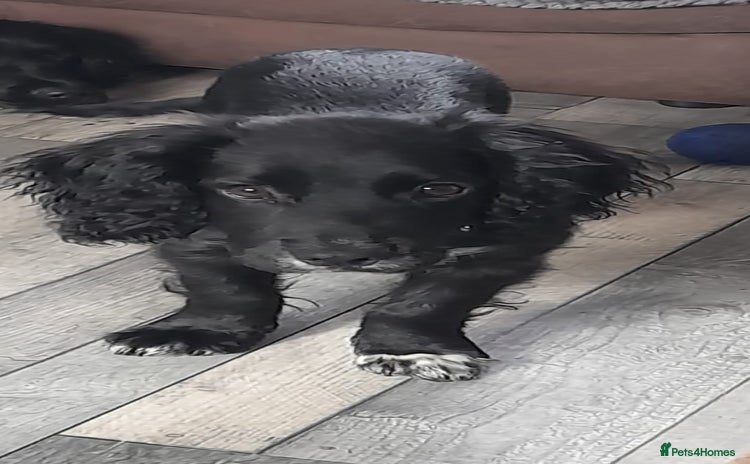 Cocker Spaniel dogs - Advert 12
