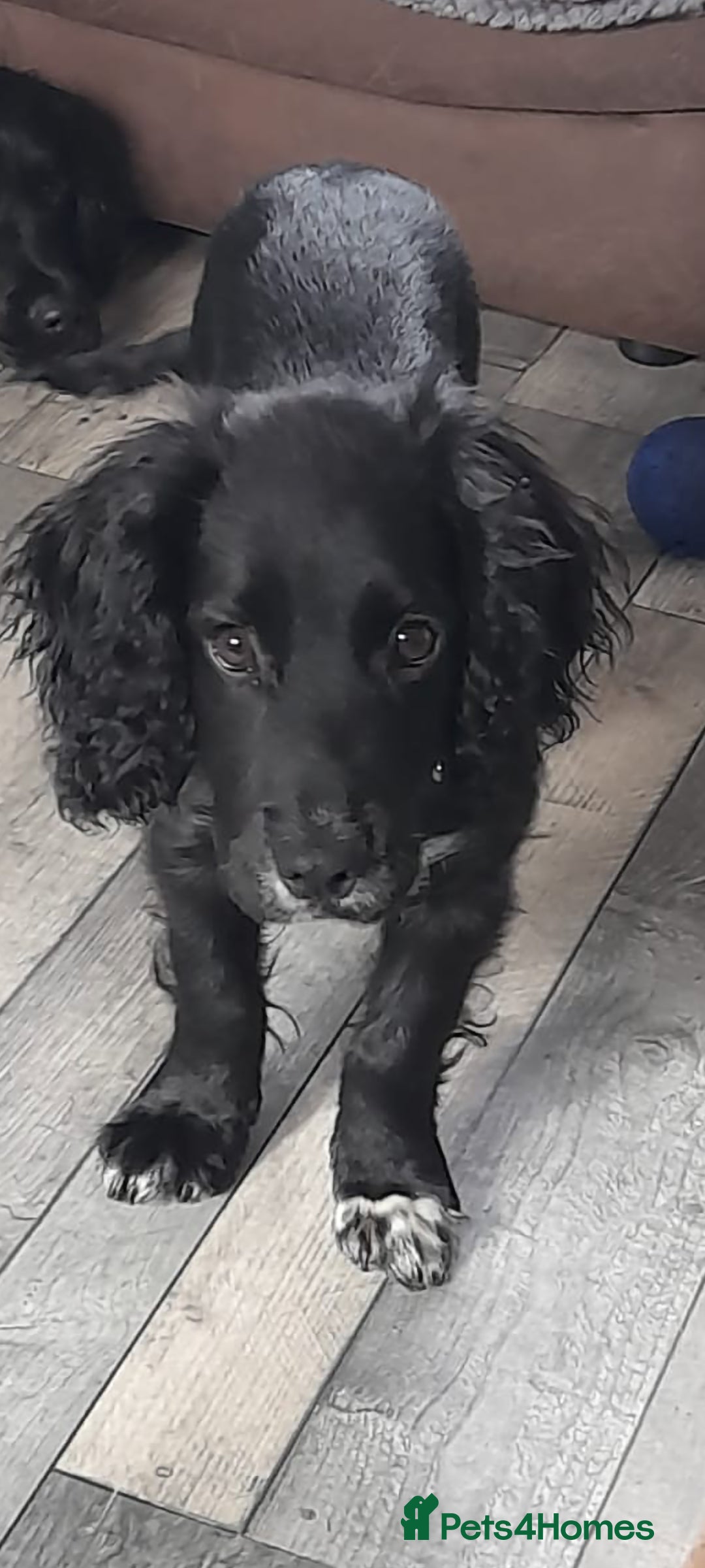 Cocker Spaniel dogs for sale: Rocco  - Image 1