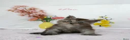 Maine Coon cats for sale: Stunning Maine Coon ( polydactyl)  - Advert 6