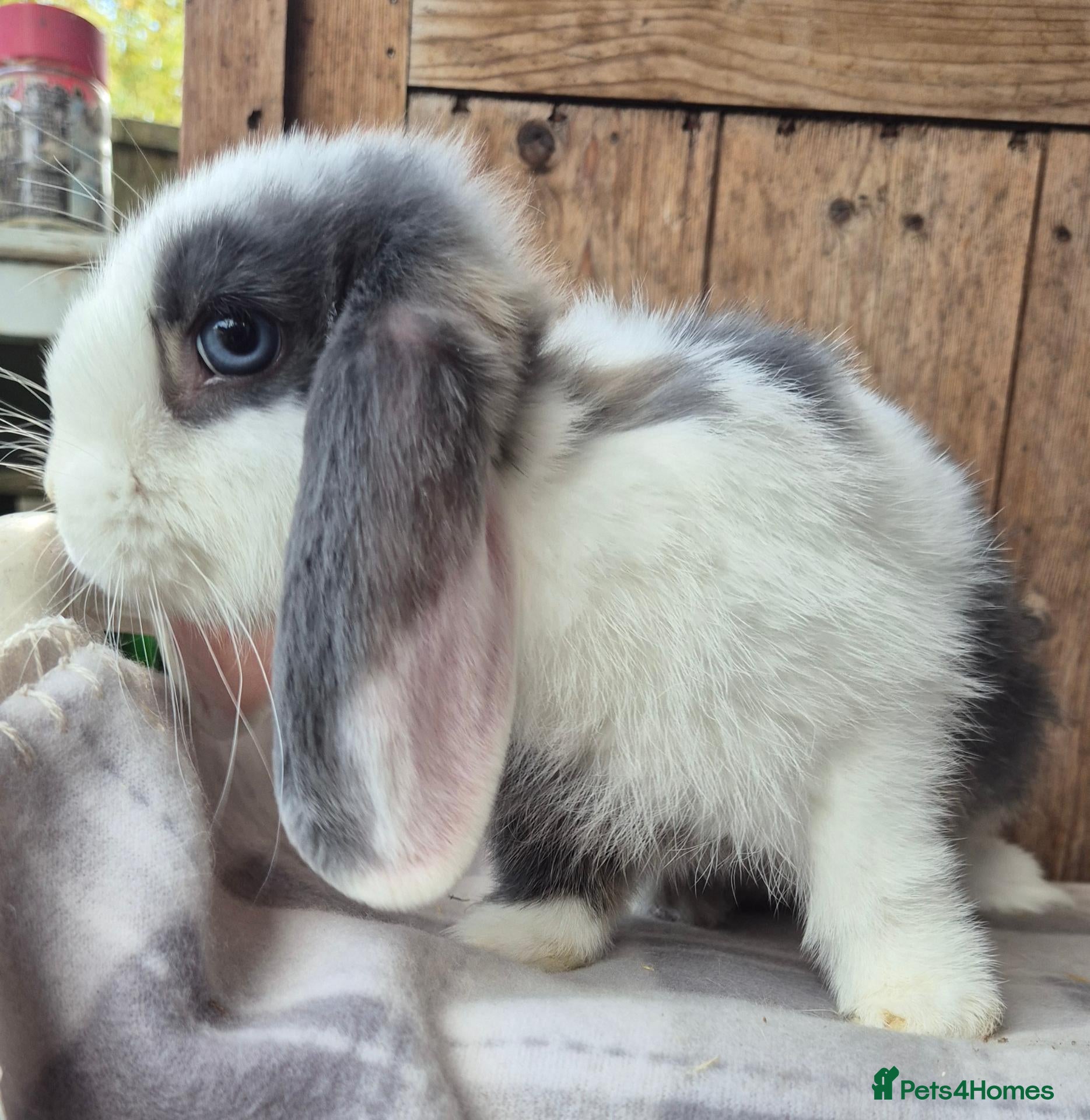 Mini Lop rabbits Mini lops ready now  - Advert 4