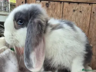 Mini Lop rabbits Mini lops ready now - Advert 4