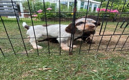 Mixed Breed dogs for sale: Sprocker spaniels - Image 2
