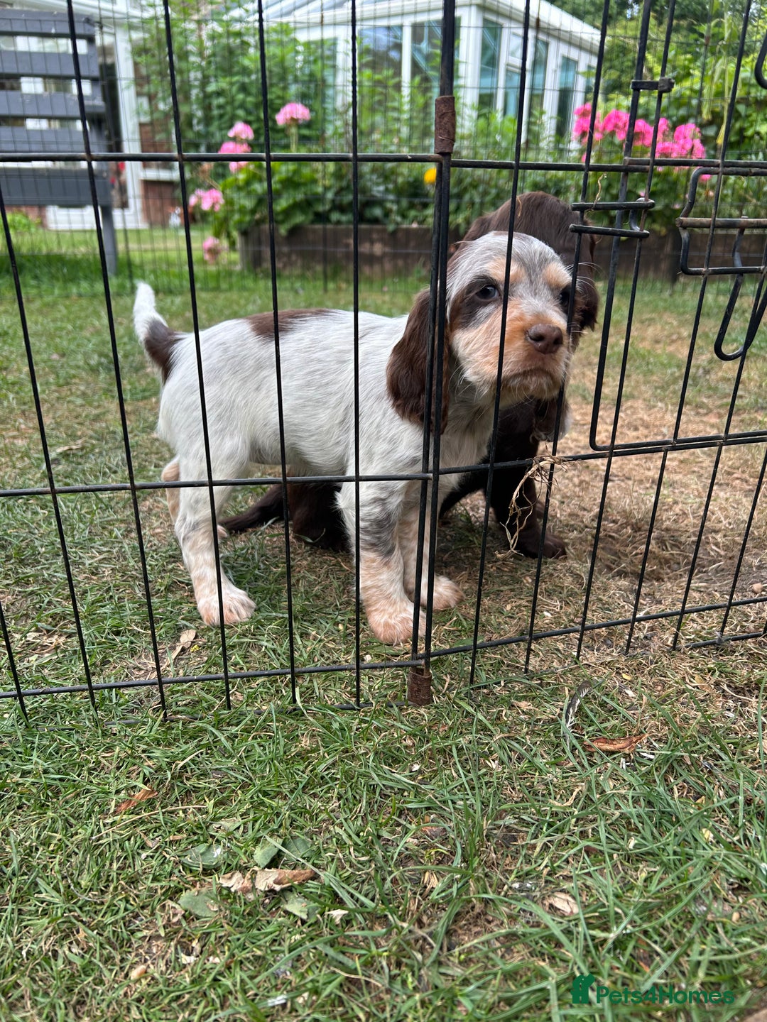Mixed Breed dogs for sale: Sprocker spaniels - Image 2