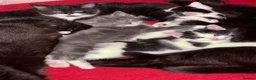 Mixed Breed cats for sale: Kittens  - Advert 17