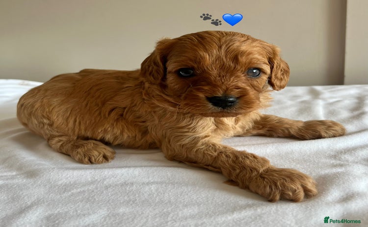 Cavapoo dogs - Advert 9