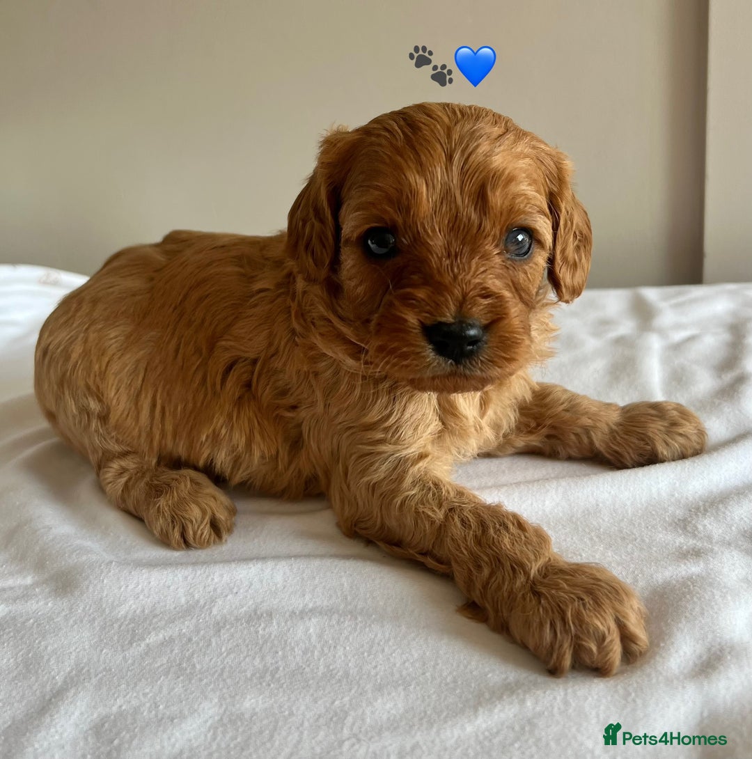 Cavapoo dogs for sale: Fully health tested Cavapoo 🐾🐶 - Image 1