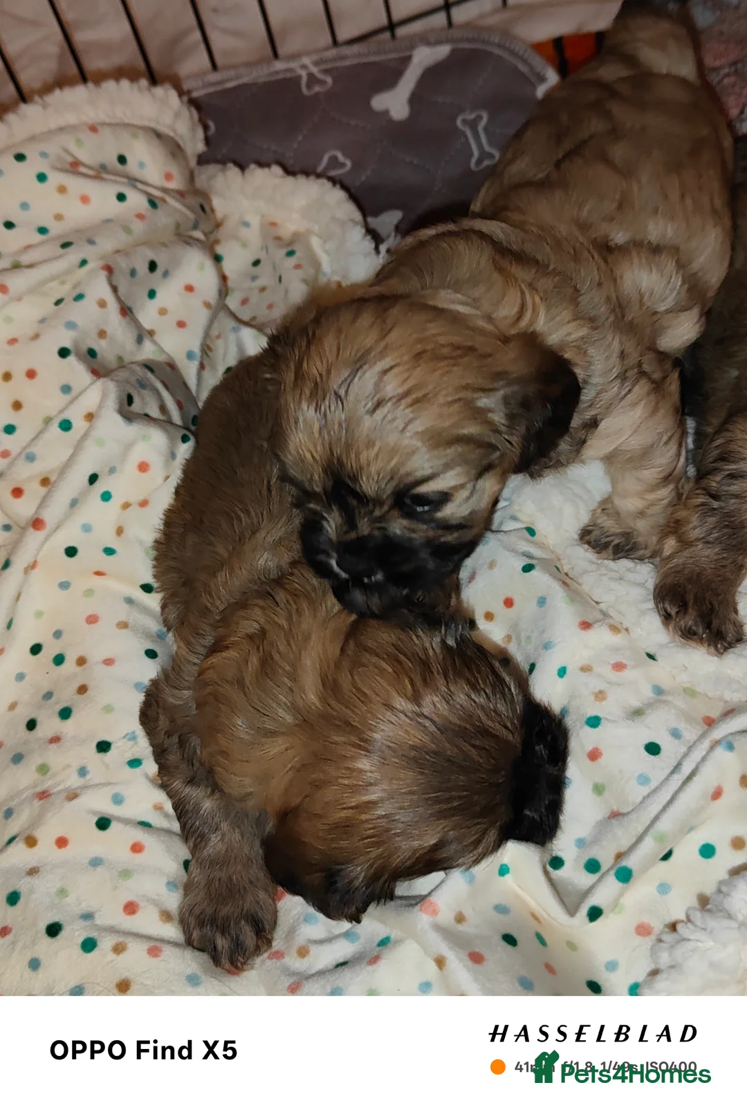 Cava Tzu dogs for sale: CAVA TZU FOR SALE - Advert 11