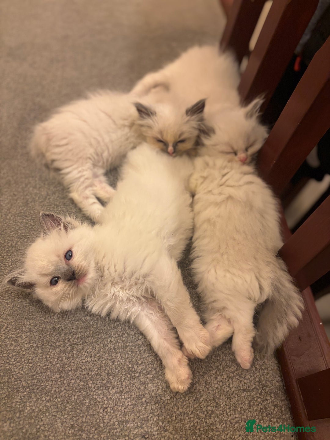 Ragdoll cats for sale: Cuddle-Ready Pedigree Ragdoll Kittens  - Advert 5