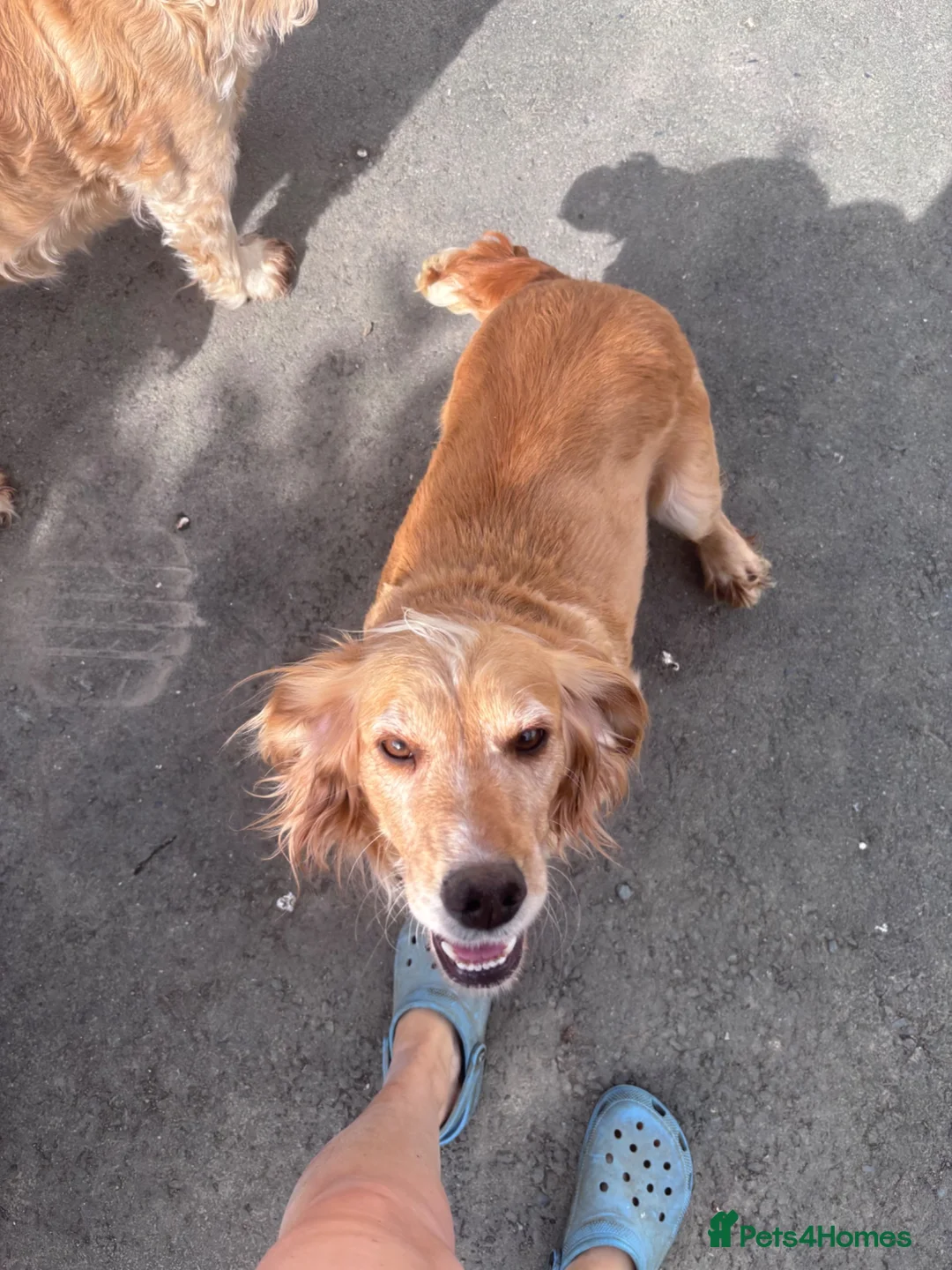 Cocker Spaniel dogs for sale: WCS KC reg 2 Boys remaining  - Advert 2